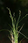 Brownish sedge